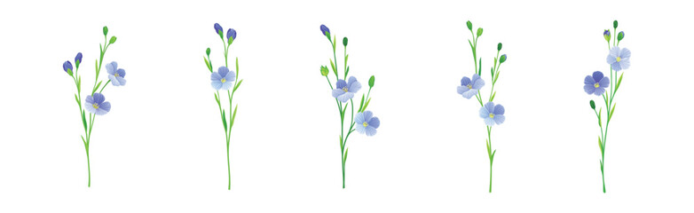 Blooming Flax Flower Plant with Green Stem Vector Set