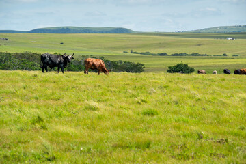 Fototapeta na wymiar The Wild Coast, known also as the Transkei, open veld, fields of grassland and steamy jungle or coastal forests. The rugged and unspoiled Coastline and grasslands and African veld grazing for Nguni ca