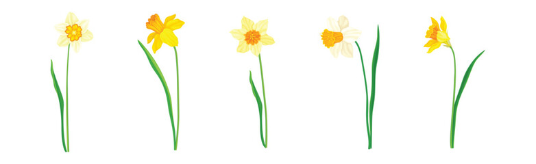 Narcissus as Spring Flowering Perennial Plant Vector Set - obrazy, fototapety, plakaty