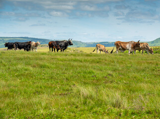 The Wild Coast, known also as the Transkei, open veld, fields of grassland and steamy jungle or coastal forests. The rugged and unspoiled Coastline and grasslands and African veld grazing for Nguni ca