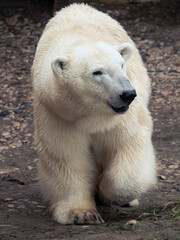 polar bear walking across