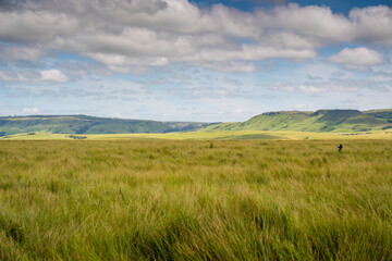 Fototapeta premium The Wild Coast, known also as the Transkei, open veld, fields of grassland and steamy jungle or coastal forests. The rugged and unspoiled Coastline and grasslands and African veld grazing for Nguni ca