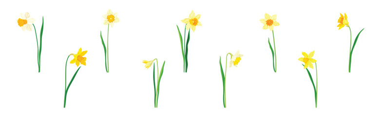 Narcissus as Spring Flowering Perennial Plant Vector Set - obrazy, fototapety, plakaty