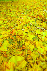 小原地区のイチョウの絨毯