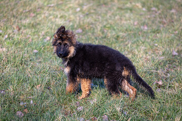 Long-haired German Shepherd puppy in profile and looking front on the meadow.