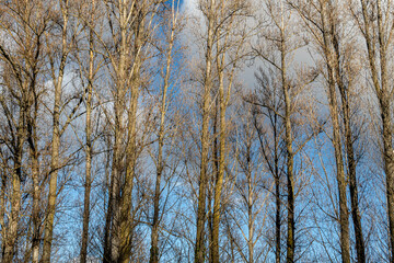Poplar forest in winter and without leaves. Populus. Bank of the Bernesga River, León, Spain.
