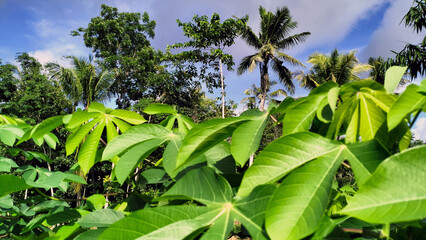 View of coconut trees from below with bright clouds