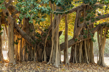 A Banyan tree, a single tree with multiple accessory trunks which allow it to spread laterally on...