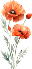 Watercolor hand drawn red poppy flowers, PNG transparent