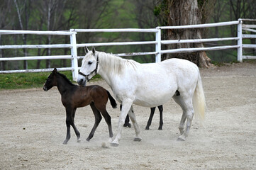 Obraz na płótnie Canvas Public presentation of the new foals of the year at the Lipizzaner stud farm in Piber in Styria