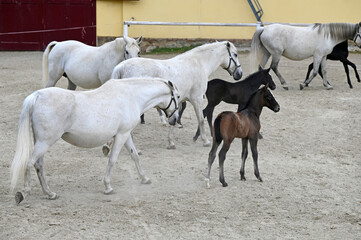 Public presentation of the new foals of the year at the Lipizzaner stud farm in Piber in Styria