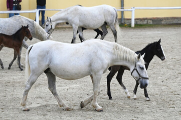 Public presentation of the new foals of the year at the Lipizzaner stud farm in Piber in Styria