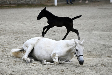 Public presentation of the new foals of the year at the Lipizzaner stud farm in Piber in Styria