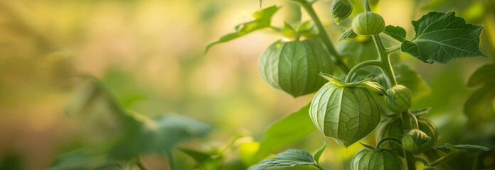 Tomatillos vegetable plant on the garden. Close up. Copy space for text. Blurred background. Banner slider template. - 752772721