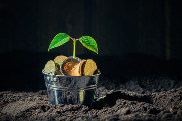 green sprout growing on the soil in a bucket with coins, agricultural and farming subsidies in...