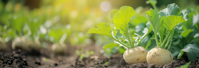 Rutabagas vegetable plant on the garden bed. Close up. Copy space for text. Blurred background. Banner slider template.