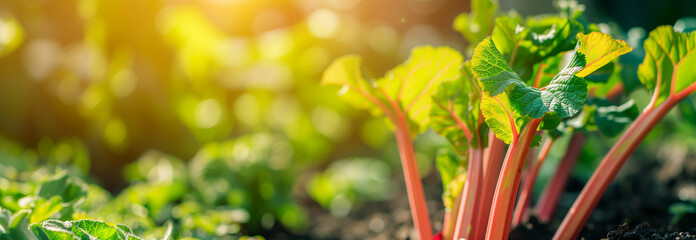 Rhubarb vegetable edible stalks on the garden. Close up. Copy space for text. Blurred background. Banner slider template. - 752773333