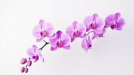Elegant Orchid: Purple Phalaenopsis Orchid Flower