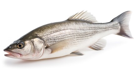 Oceanic Freshness: One Raw Seabass Fish Isolated on White
