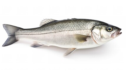 Oceanic Freshness: One Raw Seabass Fish Isolated on White