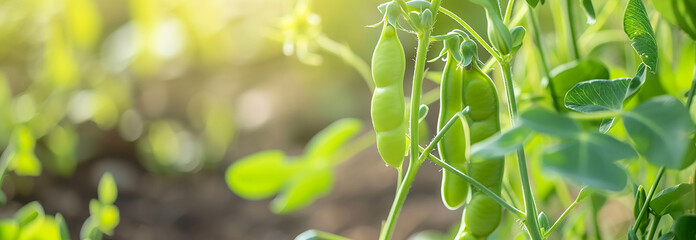 The Peas branch on the garden bed. Close up. Copy space for text. Blurred background. Banner slider template. - 752774174