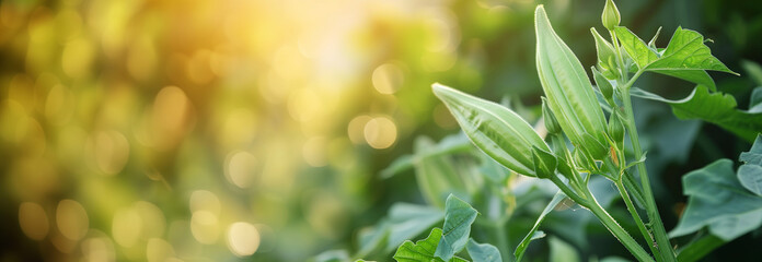 The Okra branch on the garden bed. Close up. Copy space for text. Blurred background. Banner slider template. - 752774734