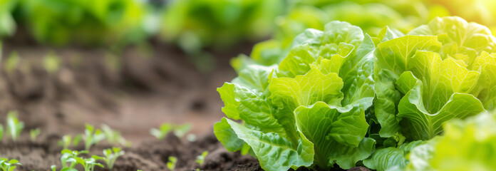 The Lettuce salad greens on the garden bed. Close up. Copy space for text. Blurred background. Banner slider template. - 752774949