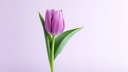 Tranquil Elegance: Serene Purple Tulip Flower on Light Background (8K)