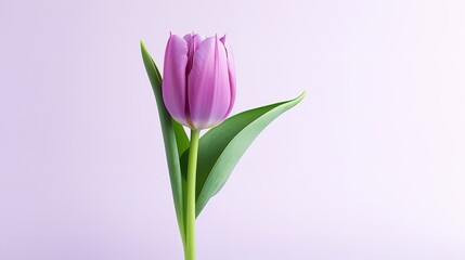 Fototapeta premium Tranquil Elegance: Serene Purple Tulip Flower on Light Background (8K)
