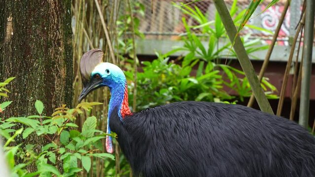 Large flightless black bird, Australian southern cassowary, casuarius casuarius alerted by the surroundings, turn around and staring at the camera in the wildlife enclosure, close up shot.