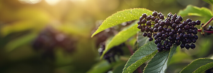 Elderberries bush. Close up. Copy space for text. Banner slider template. Blurred background. - 752776146