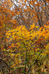 紅葉真っ盛りの医王山県立自然公園