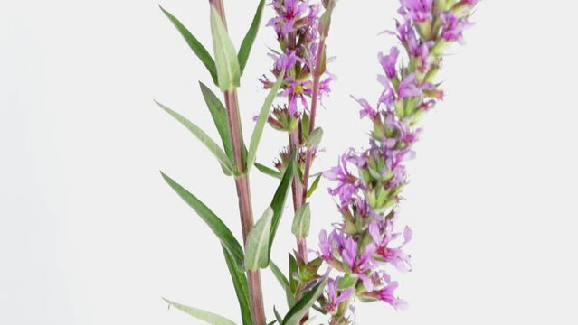 Lythrum salicaria plant with pink flowers, video of the plant isolated on white background