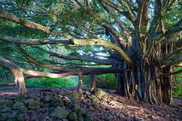 Beautiful large Banyan tree along the Pipiwai trail on the Island of  Maui, Hawaii, USA