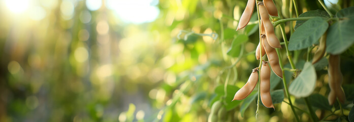 The Dry Beans branch on the bush. Close up. Copy space for text. Blurred background. Banner slider template. - 752776383