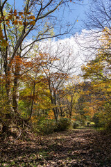 紅葉真っ盛りの医王山県立自然公園