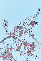 Migratory crested songbirds waxwings feeding on small red fruits on branches of wild apple tree