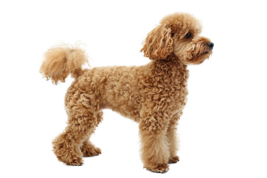  3D Poodle side view