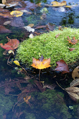 紅葉真っ盛りの医王山県立自然公園・三色泉
