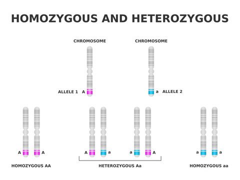 Homozygous and heterozygous. Homozygous has same allele for a particular trait, heterozygous has different. Dominant and recessive gene on chromosome. DNA Genotype combinations. Vector illustration.
