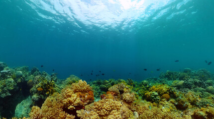 Hard coral garden with fishes, under water scene. Underwater life landscape.