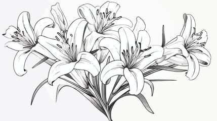 Black and white line illustration of daylily flowers