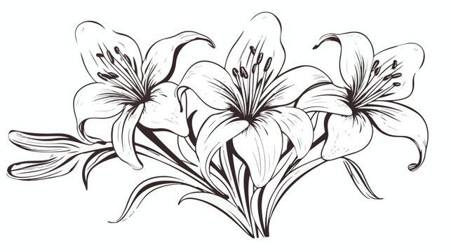 Black and white line illustration of daylily flowers