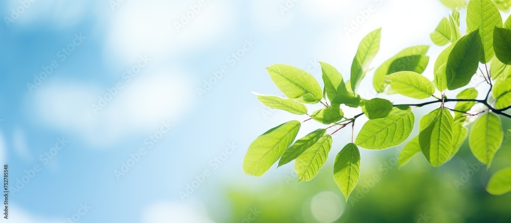 Canvas Prints Serene Green Leaves on Branches Embracing Clear Blue Skies of Summer