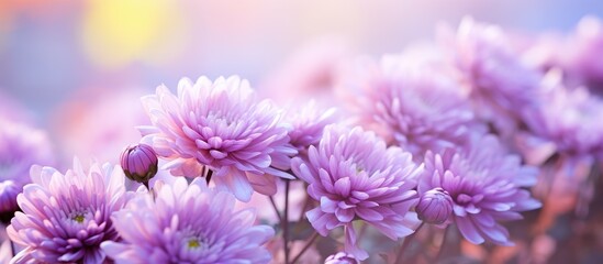 Vibrant Purple Flowers Blossoming in a Serene Garden Setting, Perfect for Stunning HD Wallpapers