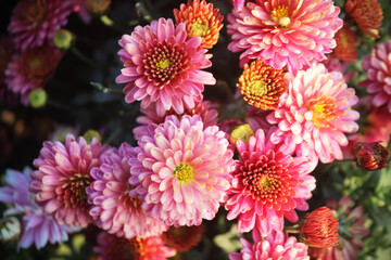 Free_photo manye_chrysanthemum flower in garden