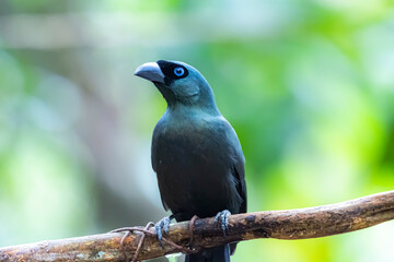 The Racquet-tailed Treepie on a branch in nature