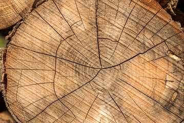 Fototapeta premium Top view of cut tree stump on a sunny day