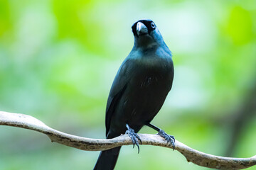 The Racquet-tailed Treepie on a branch in nature