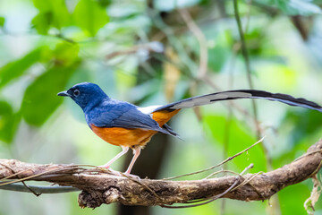Fototapeta premium White-rumped shama on a branch in nature